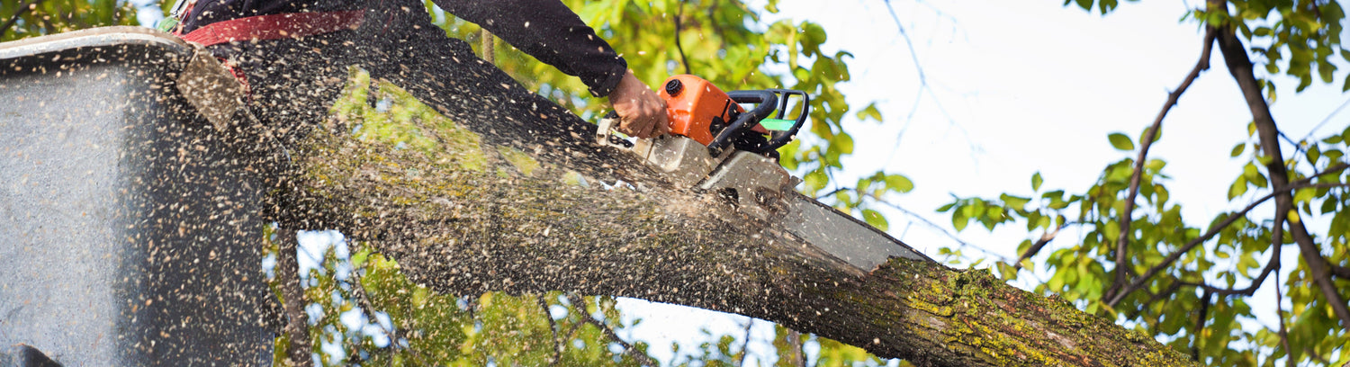 Tree Removal Greenville SC: Remove Your Dead or Dangerous Tree Fast