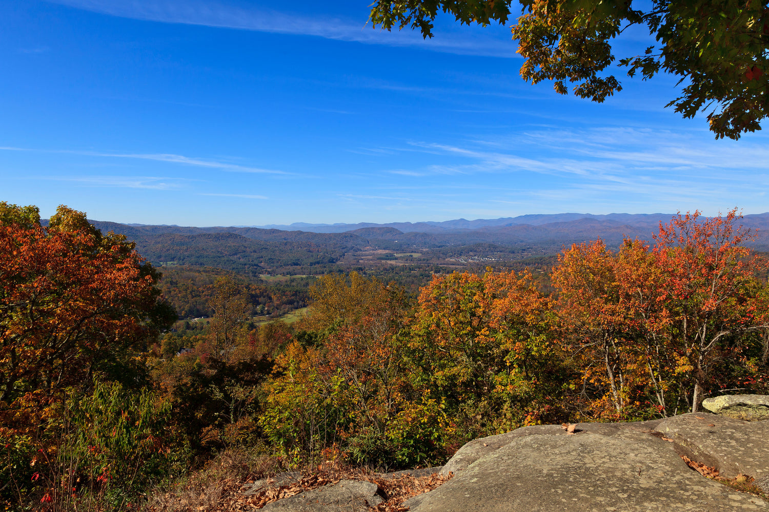 Tree Trimming Services