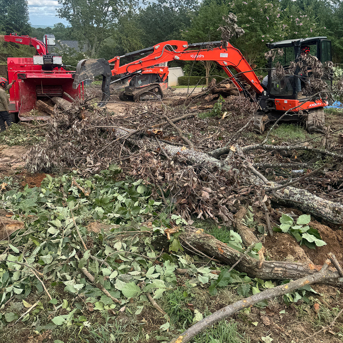 How to Prepare Your Trees for Storm Season