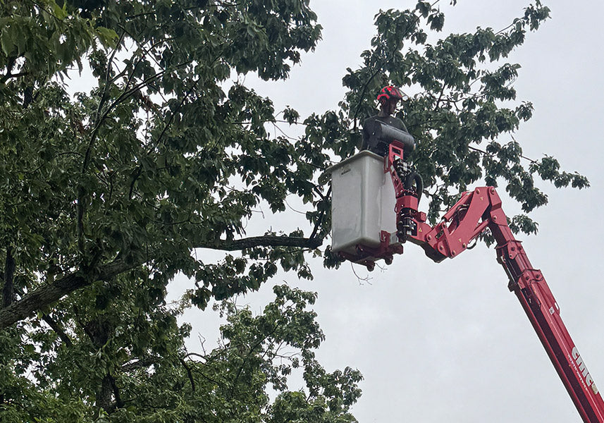 5 Signs It’s Time to Trim Your Trees