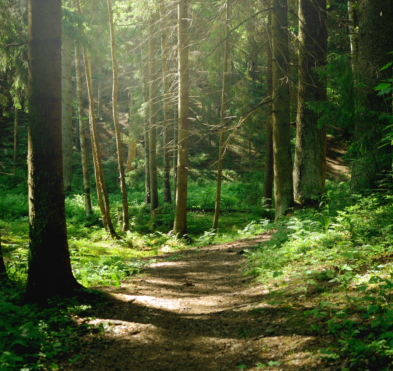 Winding path through a dense forest with sunlight filtering through the trees.