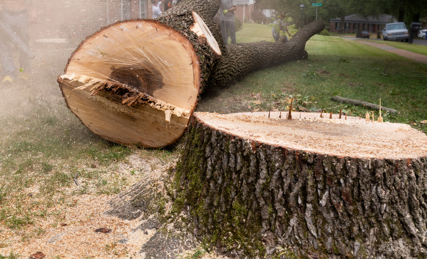 Large cut tree stump with sawdust on a grassy area