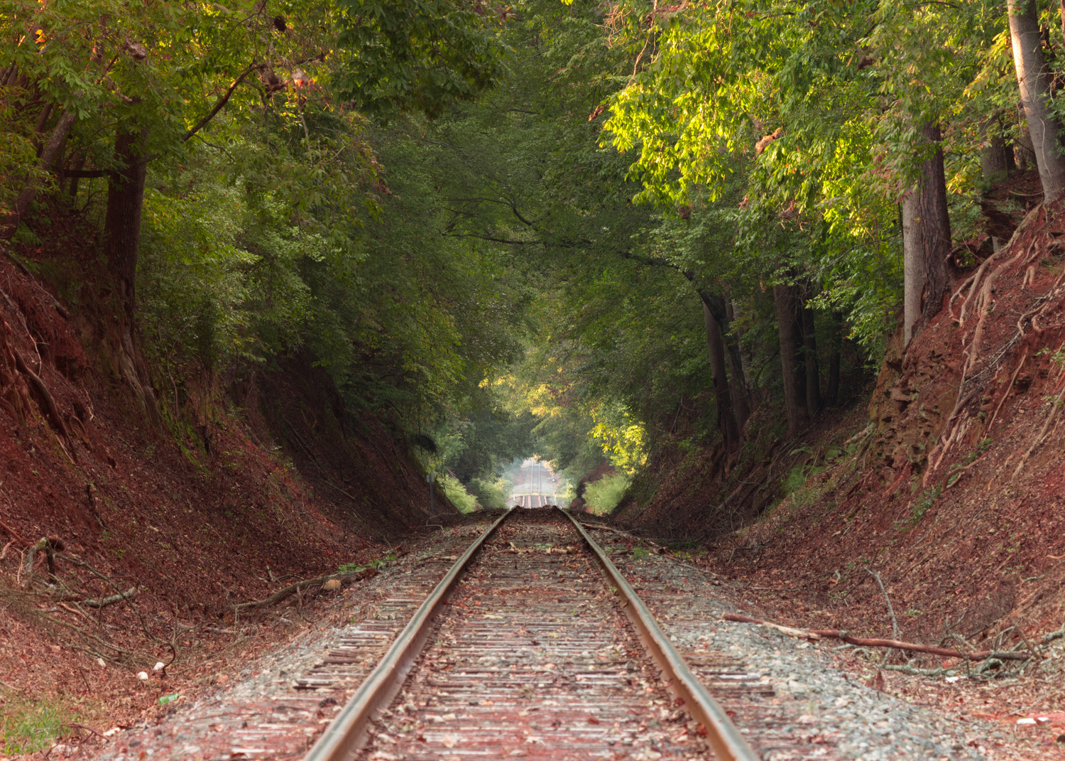 Train tracks leading through a tunnel of trees in a forest