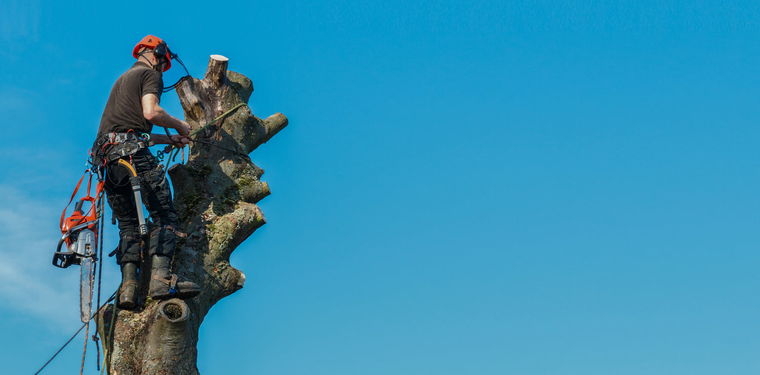 Person on a tall tree trunk with a clear blue sky background