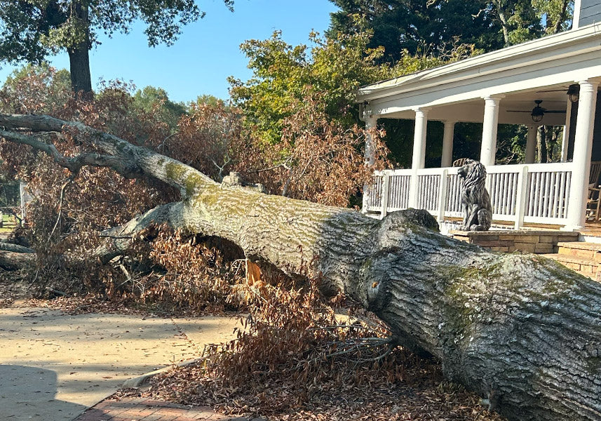 Arbor Nation TreeWorks gallery 7